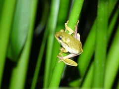 Hyperolius marmoratus