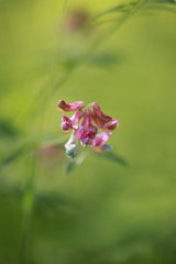 Vicia sepium