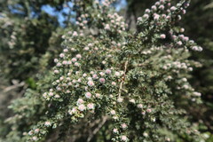 Leptospermum lanigerum