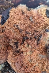 Merulius tremellosus