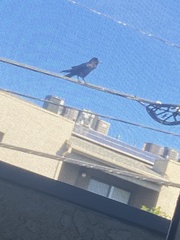 Corvidae