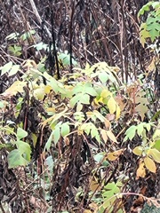 Polymnia canadensis
