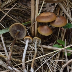 Psilocybe azurescens