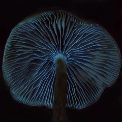 Psilocybe azurescens