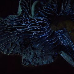 Psilocybe azurescens