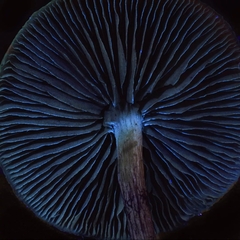 Psilocybe azurescens