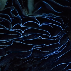 Psilocybe azurescens