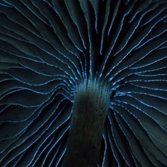 Psilocybe azurescens