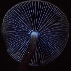 Psilocybe azurescens
