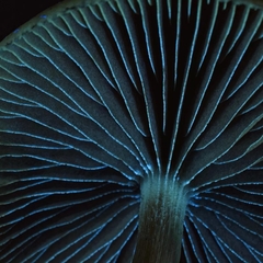 Psilocybe azurescens