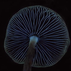 Psilocybe azurescens