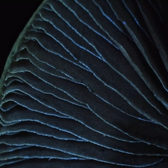 Psilocybe azurescens