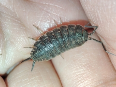 Porcellionides elegans