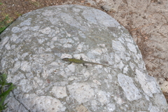 Podarcis muralis nigriventris