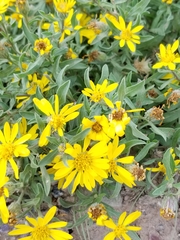 Heterotheca schneideri