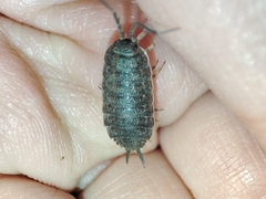 Porcellionides elegans