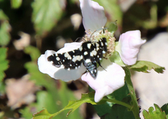 Pseudothyris sepulchralis