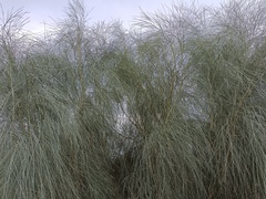 Retama monosperma