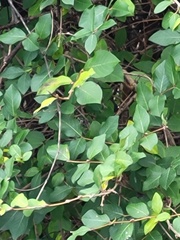 Lonicera fragrantissima