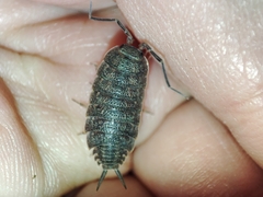 Porcellionides elegans