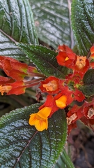 Chrysothemis pulchella