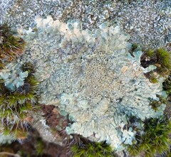 Protoparmeliopsis muralis