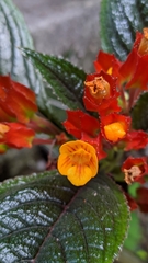 Chrysothemis pulchella