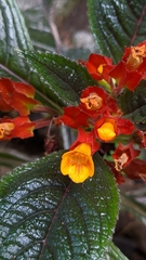 Chrysothemis pulchella