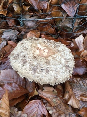 Chlorophyllum rhacodes