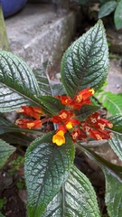 Chrysothemis pulchella