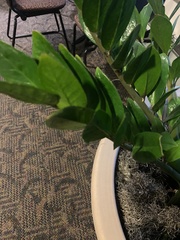 Zamioculcas