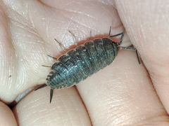 Porcellionides elegans