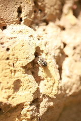 Melecta albifrons