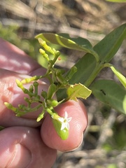 Vallesia glabra