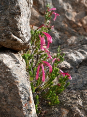 Erica discolor