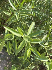 Vallesia glabra