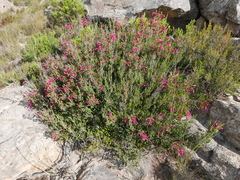 Erica discolor