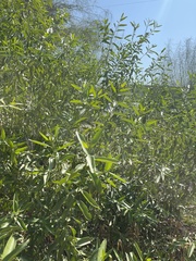 Vallesia glabra