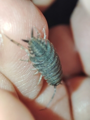 Porcellionides elegans