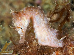 Hippocampus hippocampus