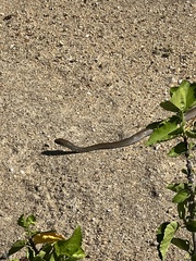 Masticophis mentovarius