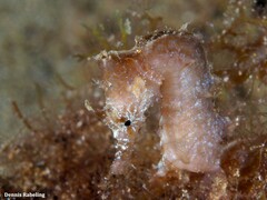 Hippocampus hippocampus