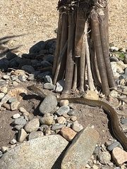 Masticophis mentovarius