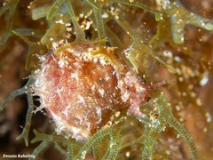 Stylocheilus polyomma