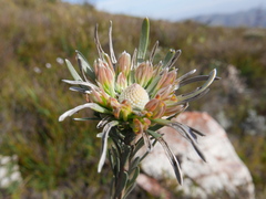 Leucadendron album