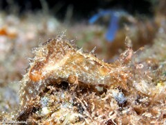 Stylocheilus polyomma