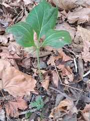 Rudbeckia laciniata