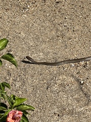 Masticophis mentovarius