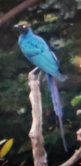 Lamprotornis caudatus