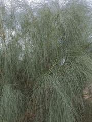 Retama monosperma